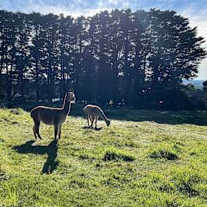 Resident Alpacas