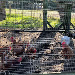 Resident chooks