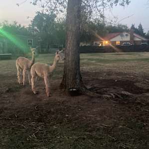 Alpaca camping