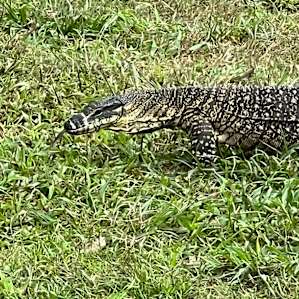 Booloumba Creek Campsites