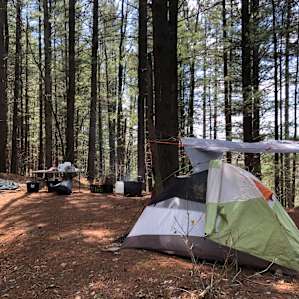 Purple Pines
