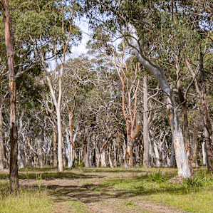 Stunning Australiana backdrop