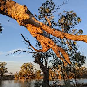 Secluded Island on the Darling