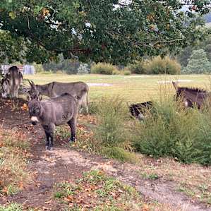 Mountain View Oak Tree Campsites