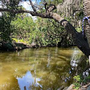 Bayou Bliss
