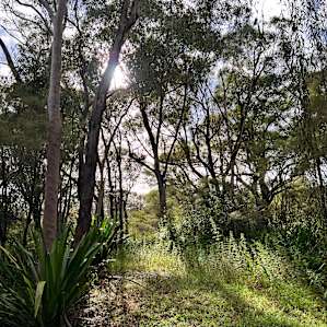 Orchard & Pine Trees Camping