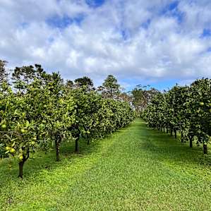 Orchard & Pine Trees Camping