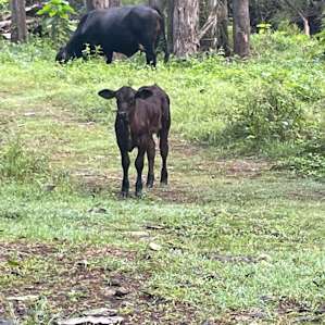 Stoney Camp Sarabah Stud