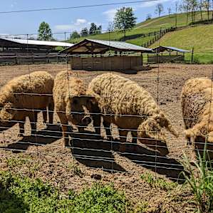 Smoky Mtn. Mangalitsa Car Camp