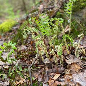 Ferns emerging in spring