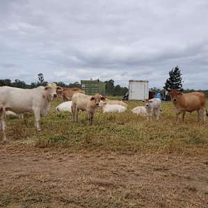 An operational cattle property with friendly residents 😁