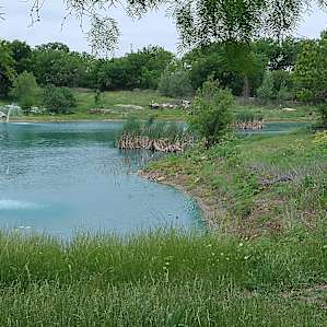 Pollinator Pond