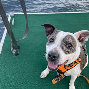 My Kali girl!! Not so sure about the boat dock!!