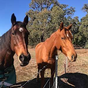 Friendly Neigh-bors 🥰