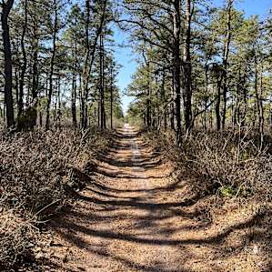 Pine Barrens Camping