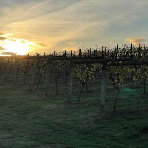 Mt Hope Vineyard - Dixons Creek