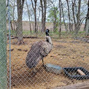 Emu