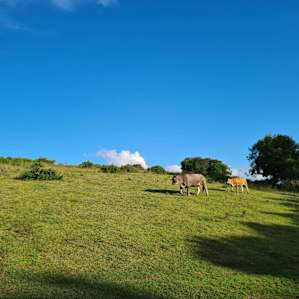 Roaming cattle