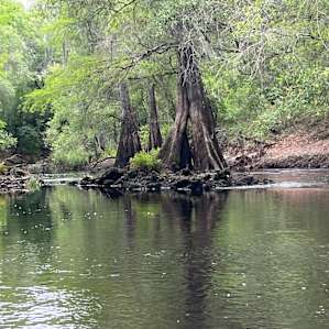 River by the Treehouse