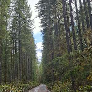 Forest Creek Dreams