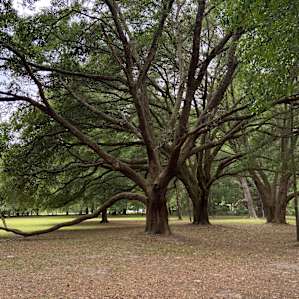 Spacious Oak Hammock