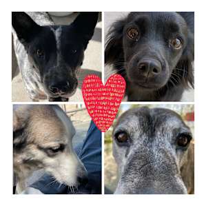 The pup crew!!!