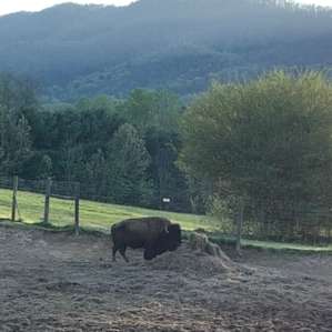 Lone buffalo