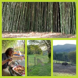 Bamboo cave etc