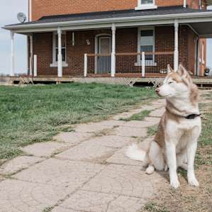 Visitors are greeted by Luna, their 'grandma' husky. A very sweet girl with lots of love to give.