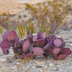 desert cactus