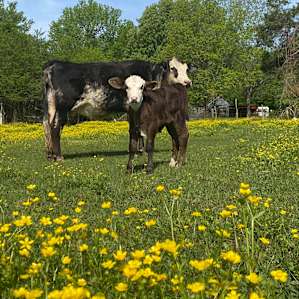 Lil Farm in the Sip