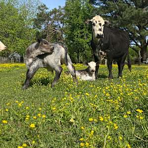 Lil Farm in the Sip