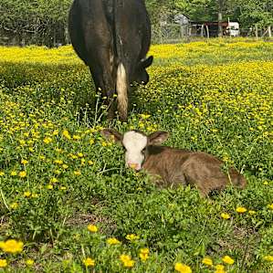 Lil Farm in the Sip