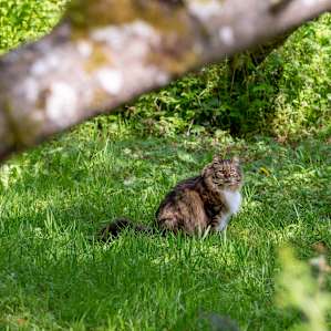 Resident kitty