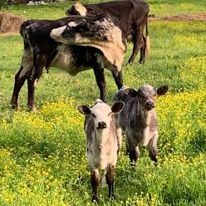 New calves were a highlight