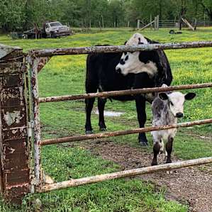 Curious cows