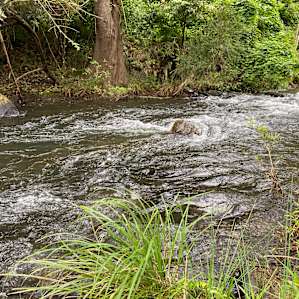 Canungra Creek at Stoney Camp.