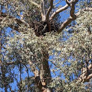 Wedge Tail Eagles nesting in a tree on the farm