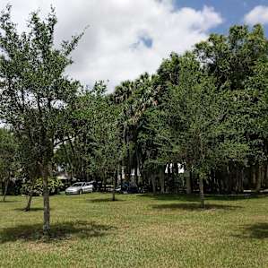 Taste of Old Florida Tent camping
