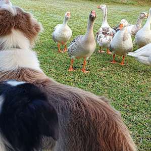 Lake Haigslea Farm
