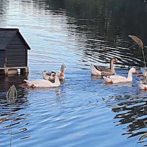 Lake Haigslea Farm