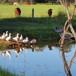 Lake Haigslea Farm
