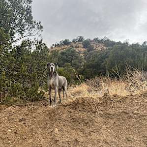 Gonzo’s Grove