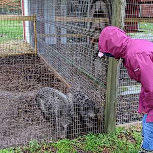 Little pig little pig let me in.