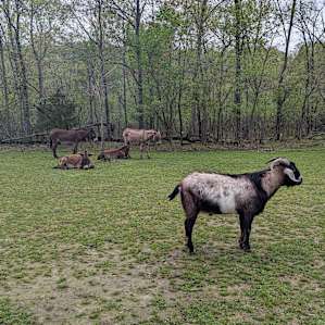 Hummingbird Hollow Farm Sanctuary