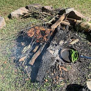 Orchard & Pine Trees Camping