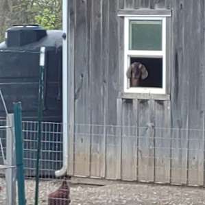 I've seen other photos of this window peeker. Had to get mine.