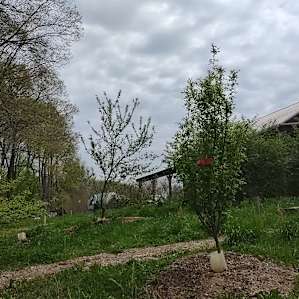 Looking up from below the pond at my camp area close to Barn and electricity. There's a clean sawdust compost toilet in this corner of the pond. Very handy!