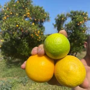 Fresh organic fruit