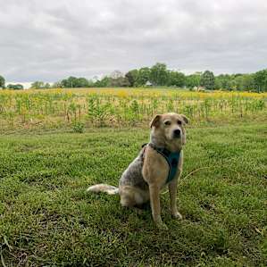 Beautiful farm & dog friendly! #littlebentfarm #hipcamp